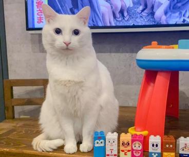 日本博主养了一只白猫，每日都是作天作地